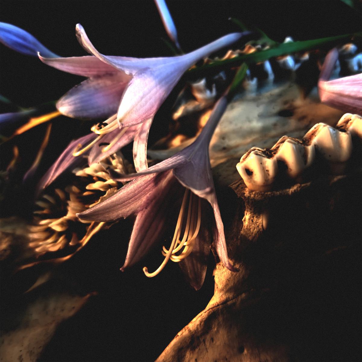 Inline image